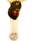 Transition : Du son à l'image. Présentation 1