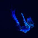 Exposition Espaces pigmentés, Langage Plus, Alma, 2017