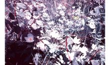 Relation des Hommes entre diverses réalités